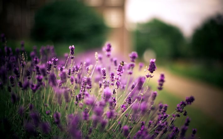 lavender, field