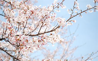 primavera, a floração, cereja