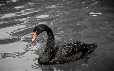 birds, black swan