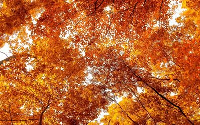 otoño, amarillo de los árboles, de hojas de color amarillo, amarillo lstay