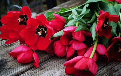 rosso, fiori, tulipani, mazzo