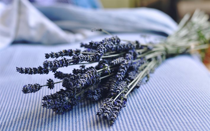 lavender, sprig of lavender