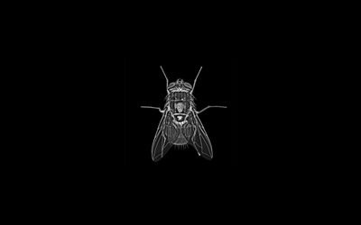 मक्खी, काले रंग की पृष्ठभूमि, एक्स-रे मक्खियों