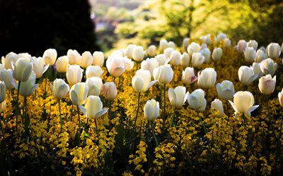 tulipani bianchi, campo