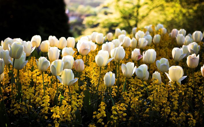 weiße tulpen, feld