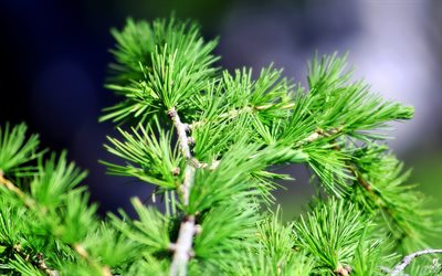 spruce, green christmas tree, yaling, green yalinka