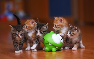 söpöt kissanpennut, pienet kissat, kissa