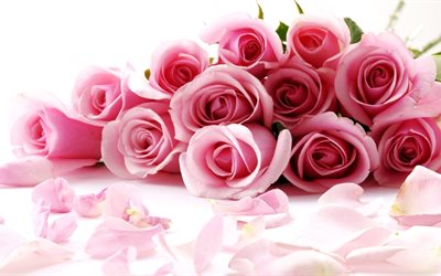 꽃다발, 분홍색 roses, 많은 색상