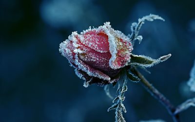rose, frozen rose