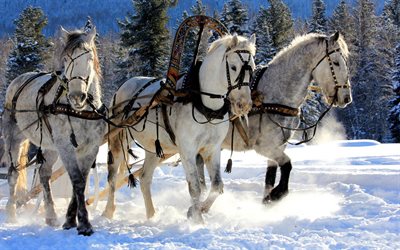 sani, de l'équipe, trois chevaux, hiver