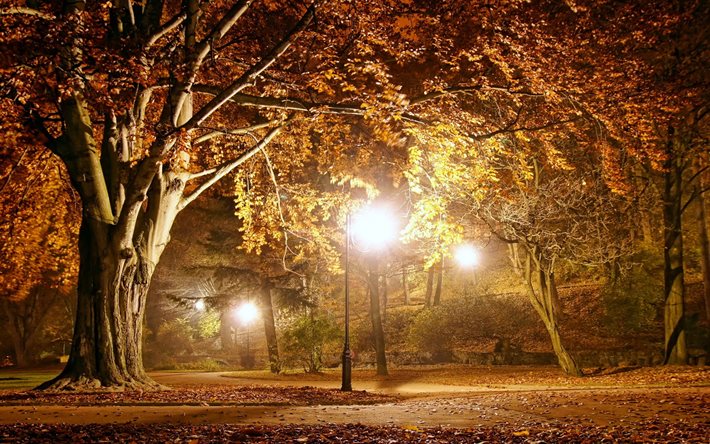 por la noche, otoño, parque, parque otoño