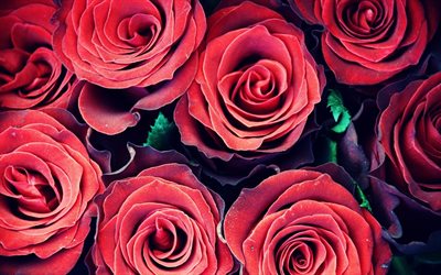 bukett rosor, röda rosor, foton av rosor, en bukett rosor