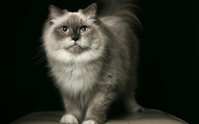 fotos de gatos, lindo gato, gato esponjoso