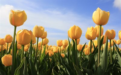yellow tulips, yellow flowers