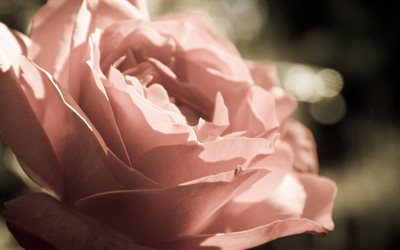linda flor, macro, delicada rosa, pétalas de rosa