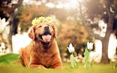 cute dog, summer, golden retriever