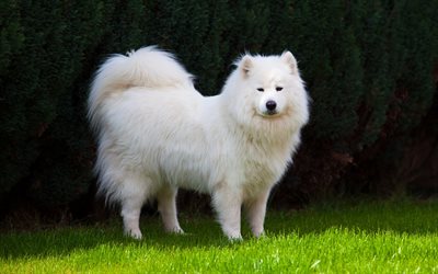 samojed, vit hund, hund
