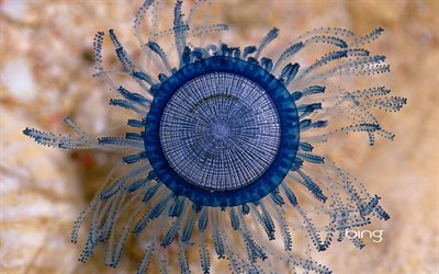 azul medusas, las islas caimán, en el caribe, medusa