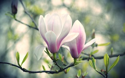 magnolia, primavera, flores de la primavera, magnoliaceae