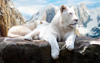 white lion, leones blancos