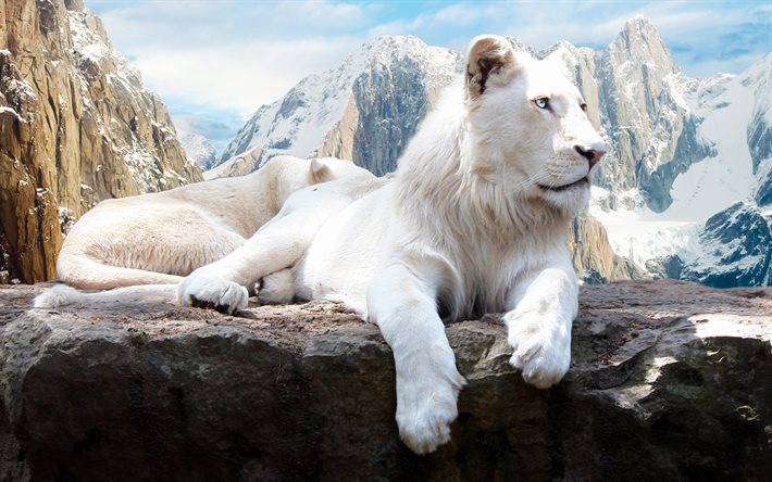 leão branco, leões brancos