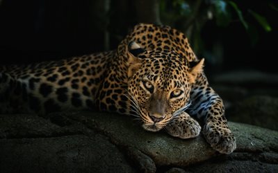 les chats sauvages, jaguar, afrique, animaux prédateurs, photo