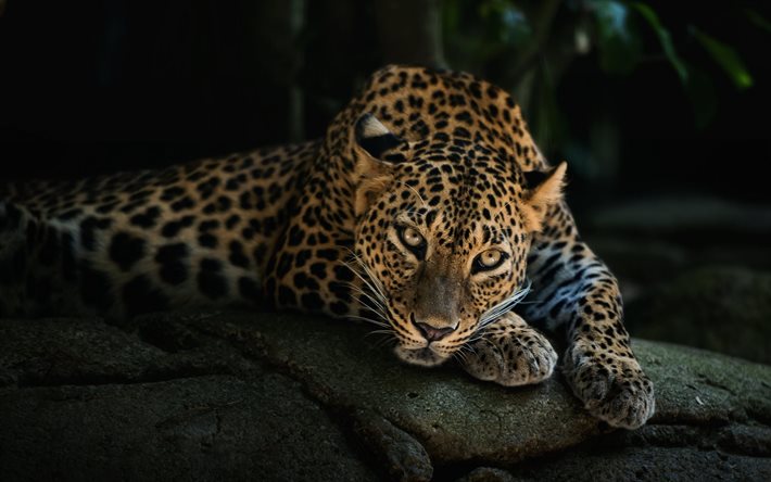 vahşi kediler, jaguar, Afrika, yırtıcı hayvanlar, fotoğraf