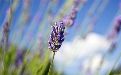 the lavender flower, lavender, purple flowers