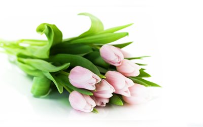 um buquê de tulipas, tulipas suaves, tulipas cor de rosa, tulipa