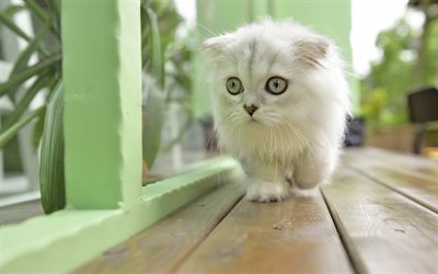 hermoso gato blanco gatito, gatito esponjoso