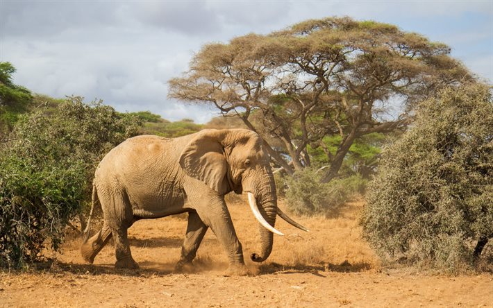 l'éléphant d'afrique, de grandes défenses, l'afrique, l'éléphant