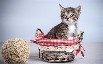 cesta, gatito, gato pequeño