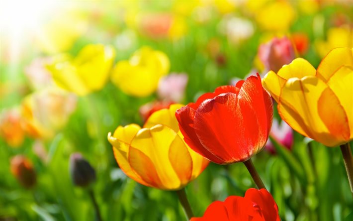 tulipanes amarillos, rojos de los tulipanes