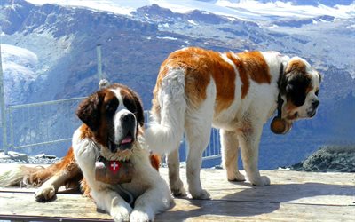 los perros de gran tamaño, el san bernardo, animales, pt bernard, suiza