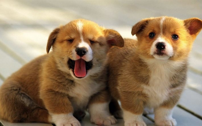 ダウンロード画像 コーギー 子犬 のウェルシュコーギー 小型犬 フリー のピクチャを無料デスクトップの壁紙