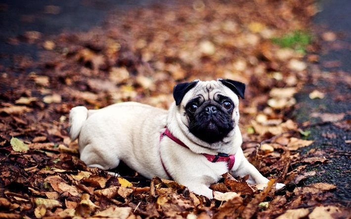 pug, autumn, dog, decorative dog