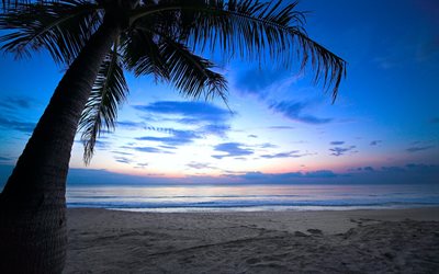 la playa de palma, en el mar caribe, la costa, el océano