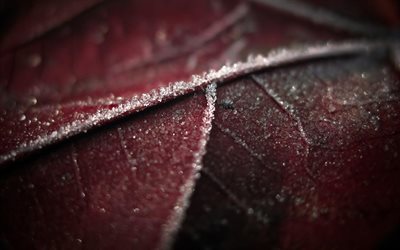 ice, amorosi, red leaf, frost, chervonyi sheet