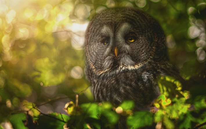 Owl, 5k, birds, forest