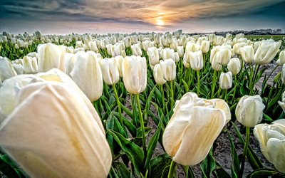 tulipes blanches, soirée, le coucher du soleil, champ de tulipes, fleurs des champs blancs, tulipes, pays bas, fond avec des tulipes blanches