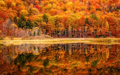 eua, outono, floresta, lago, reflexão, hdr, vermont, natureza bela, américa