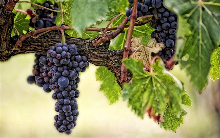 uvas, cachos de uvas, uvas azuis, vinhedo, cultivo de uva, folhas de uva, fundo com uvas, fruta