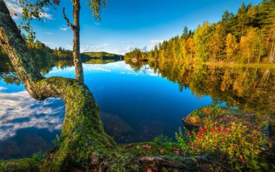 Hurum, otoño, lago, noche, bosque, Buskerud, Noruega