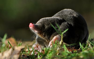 mole, grass, little animal, blur