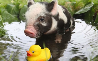 little piggy, cute animals, water, pigs, yellow duck