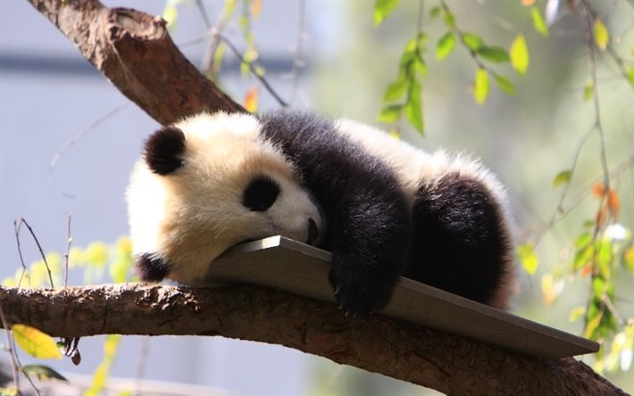 panda, zoo, sömn, unge, söta djur, björnar, liten panda