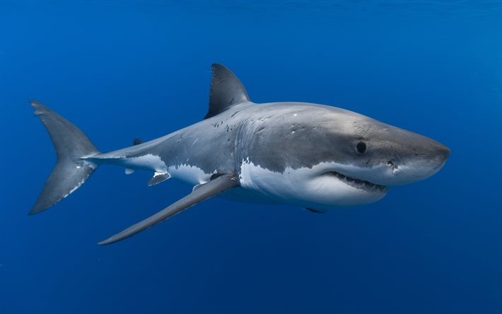 Requin prédateur, le monde sous-marin, les animaux dangereux