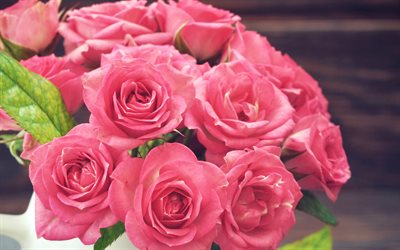 rosas cor de rosa, linda flor, rosa, flores cor de rosa