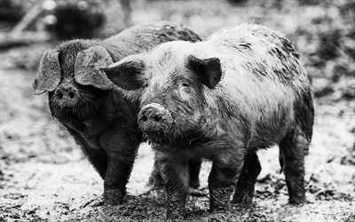 porcos, fazenda, leitões, porcos na lama