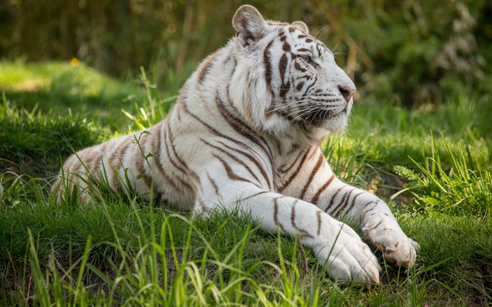 white tiger, predator, la vida silvestre, rare animales, tigre